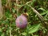 Bombus sp.
